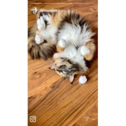 Kater Kasimir Premium Katzenminze, 60g Vorratspack (getrocknet, Geschnitten Und Gesiebt) -Katzen Hundebedarf Geschäft 0a8ae32e60664223a1beefc94e9ac56208606b87 1408153 de DE adc4a873272fd6b5f96f57d3a5134693bfc5f272qXbFbT