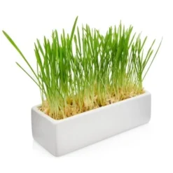 Canadian Cat Company Futterbar Cat Diner Grau/ Weiß -Katzen Hundebedarf Geschäft 0e525574824550e168be02a6fecb7a609ed284ae 1360972 de DE a02d68c3a8d109b1266e955b4dfb6c9ffc1d2950Klvw73