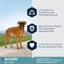 EUKANUBA Breed Specific Boxer 12 Kg 8 EUKANUBA Breed Specific Boxer 12 Kg -Katzen Hundebedarf Geschäft 150ce633efb06df2286f6b436dd0b99ce4031557 35ba2b1deb9369de7faf09856f79dd7dd41aa4c5