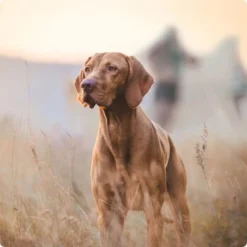 REAL NATURE Adult Pouches 6x300g Hirsch & Huhn -Katzen Hundebedarf Geschäft 2a7e6cb20be89e03efc3fb044f52385d1267f3cd 1314110 de DE Real Nature Original Dog bild 2