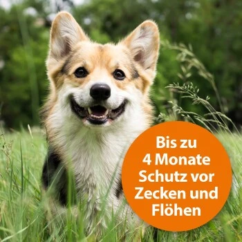 Ardap Zecken- & Floh-Halsband Für Hunde M 3 Ardap Zecken- & Floh-Halsband Für Hunde M – Bild 3