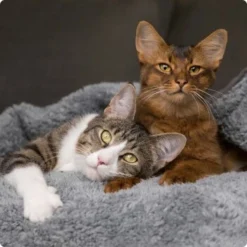 SELECT GOLD Adult Light 12x85 G -Katzen Hundebedarf Geschäft 536de371626fbac7381fe51ce63607aedfae0cd8 1099803 de DE 4 Select Gold Cat 3