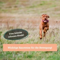 BeG Buddy Gelenk Fit Tabletten -Katzen Hundebedarf Geschäft 6218f467461529b33e78e061fd5bbfb6d1d2f7da 1457251 de DE a3695c7b63d65681a9295d83a6d1397da5c497d1Hm4zed