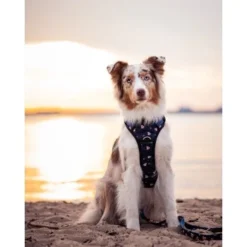 Freudentier Atmungsaktives Hundegeschirr "Let's Get Foxy" XL -Katzen Hundebedarf Geschäft 69724fa8e6bdf1a2a78b5cc25bb83c70530bd933 1431207 de DE 7cdf6163813e48148f2956dc9c8995ea10e69db4poiTJE