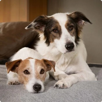 SELECT GOLD Sensitive Junior Huhn & Reis 6x800 G 3 SELECT GOLD Sensitive Junior Huhn & Reis 6x800 G – Bild 3