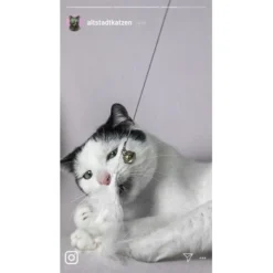 Kater Kasimir Premium Katzenangel Mit 4 Handgemachten Anhängern Aus Naturmaterial -Katzen Hundebedarf Geschäft 770b4a4773ed49d435287f5ac0f03f94a117604e 1408150 de DE d77919138410a09ab67416f25ec15e6664e9d2ac4JZFQJ