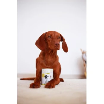 DOG'S LOVE Junior Pute Mit Apfel & Zucchini 6x200 G 2 DOG'S LOVE Junior Pute Mit Apfel & Zucchini 6x200 G – Bild 2