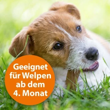 Ardap Zecken- & Floh-Halsband Für Hunde M 4 Ardap Zecken- & Floh-Halsband Für Hunde M – Bild 4