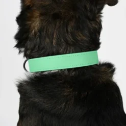 THE DOG IDEA Biothane Halsband Mint Mint S 11 THE DOG IDEA Biothane Halsband Mint Mint S -Katzen Hundebedarf Geschäft 8d1a5f805460d30b5764d835ccc7075c7a97e817 1679174 de DE e9d0d70e6fbe2729d1d5025777841e5f97dcbb26MSdywL