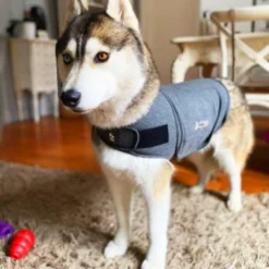Thundershirt Beruhigungsweste Grau XS 19 Thundershirt Beruhigungsweste Grau XS -Katzen Hundebedarf Geschäft 9a1e301e33f1361e91f7c9989e135033c3825116 854880001141.PT09