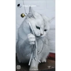 Kater Kasimir Premium Katzenangel Set Aus Buchenholz Mit 4 Handgemachten Anhängern -Katzen Hundebedarf Geschäft aaff0e9889f09f48c0cf35681edb62768ad623ee 1422145 de DE b29a5f7f2530ce6388e16e2600369d70b2ec0350dUIf7E