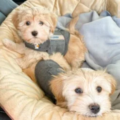 Thundershirt Beruhigungsweste Grau XS 18 Thundershirt Beruhigungsweste Grau XS -Katzen Hundebedarf Geschäft b73ccfbb685e050e9f2290d960047b91d2dcc354 1102942 3