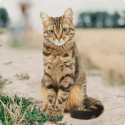 REAL NATURE Original Kitten 12x85g Huhn Mit Pute Mit Roter Paprika Und Lachsöl -Katzen Hundebedarf Geschäft bc56b458619aa86240780c2f64ff928db9b8da6b 1246887 de DE Real Nature Original Cat Bild 2