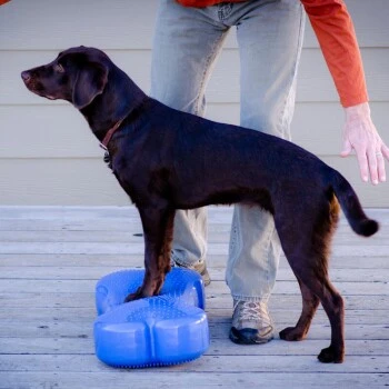 Altranet FitPAWS K9FITbone 2 Altranet FitPAWS K9FITbone – Bild 2