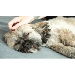 Mammaly Forever Young 110g -Katzen Hundebedarf Geschäft d75e80309e38d9419395e04d6d462b3faf057eae 1472891 6