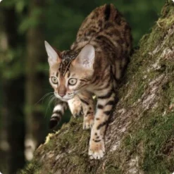 REAL NATURE WILDERNESS Adult Probierpaket Mixpaket 1, Mix-Pack 13 REAL NATURE WILDERNESS Adult Probierpaket Mixpaket 1, Mix-Pack -Katzen Hundebedarf Geschäft d8d56532a72718c4b32c66c9dab67dcaff97d3de 1265729 de DE Real Nature Wilderness Cat Bild 4