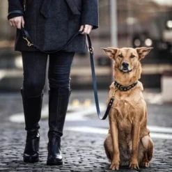 THE DOG IDEA Biothane Halsband Gold Lavendel M -Katzen Hundebedarf Geschäft e37df5ad2a57cd3795a9b06921b94637645a17f9 1655433 de DE 01b2176a917ca11ea55be7a01d9a2ab678a246c6WR8UG5