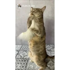 Kater Kasimir Premium Katzenangel Mit 4 Handgemachten Anhängern Aus Naturmaterial -Katzen Hundebedarf Geschäft f5a0947d639de966c4125c979f26b15c23b5fa95 1408150 de DE aa9d1c169f7ec9191367c416c4b64e9770f966aeO7Adip